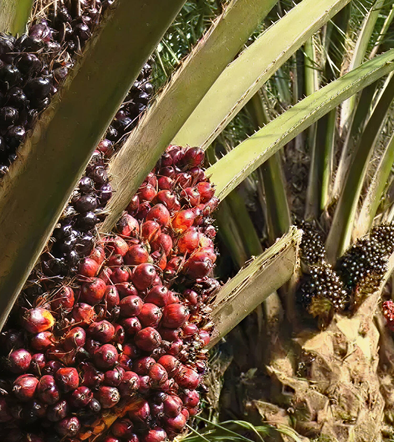 Kim Loong Anticipates Higher FFB Production Kim Loong Anticipates Higher FFB Production